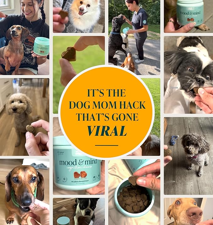 My Lil’ Nugget - Vet-Approved Mood & Cognition Chews for Dogs | All-Natural Dog Mental Health Support & Improve Memory | Lion’s Mane & Ashwagandha | Helps Puppy to Senior Dogs | 90 Salmon Flavor Chews