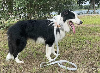Dog Collar and Leash Set.Soft and Easy to Clean Vegan Leather with Rose Gold Metal Buckle for Small Medium Large Dogs (Grey, M(13.8"-19.7"))
