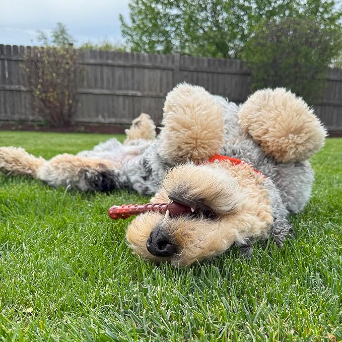 Nylabone Textured Bone Power Chew Toy for Dogs, Durable & Tough Dog Toys for Aggressive Chewers, Beef Jerky Flavor, Medium Dogs - Up to 35 lbs, 1 Count
