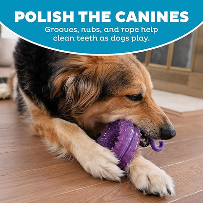 2-in-1 Dental Dog Chew Wheel Ring & Rope Tug Toy for Teething Puppies & Dogs, Mint-Scented & Teeth-Cleaning, 9-Inch, Purple