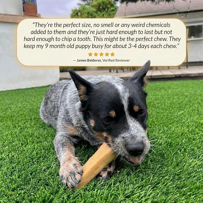 Yak Cheese Himalayan Dog Chews – Long-Lasting Natural Chews for Aggressive Chewers – 2-Ingredient, High Protein, Odorless, Dental Health Treats for Dogs (Large, 4 Pack)