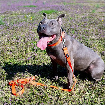 Country Brook Petz - Everyday Nylon Dog Collar for Large, Medium, and Small Dogs and Puppies - for Everyday Use in 10+ Warm Colors (3XS, 3/8 Inch Wide, Copper Gold)
