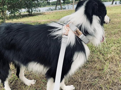 Dog Collar and Leash Set.Soft and Easy to Clean Vegan Leather with Rose Gold Metal Buckle for Small Medium Large Dogs (Grey, M(13.8"-19.7"))