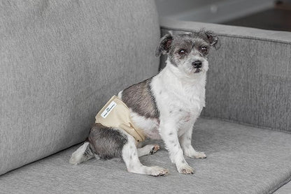 Pet Parents® Washable Belly Bands for Male Dogs (3pack) + Extendrs® of Durable Dog Diapers Male, Premium Male Dog Diapers & Dog Wraps (Small, Spruce)
