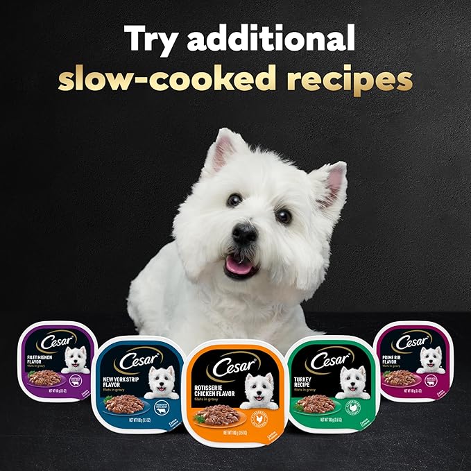 Cesar Filets in Gravy, Adult Wet Dog Food, New York Strip Flavor, Wet Food for Dogs, 3.5 oz Trays, 24 Count