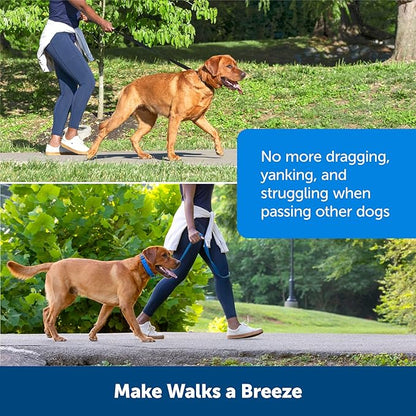 PetSafe Soft Point Training Collar - Comfortable No-Pull Adjustable Quick-Release Collar with Removable Soft Rubber Points - Pain-Free Training for Better Leash Manners - Medium - Black