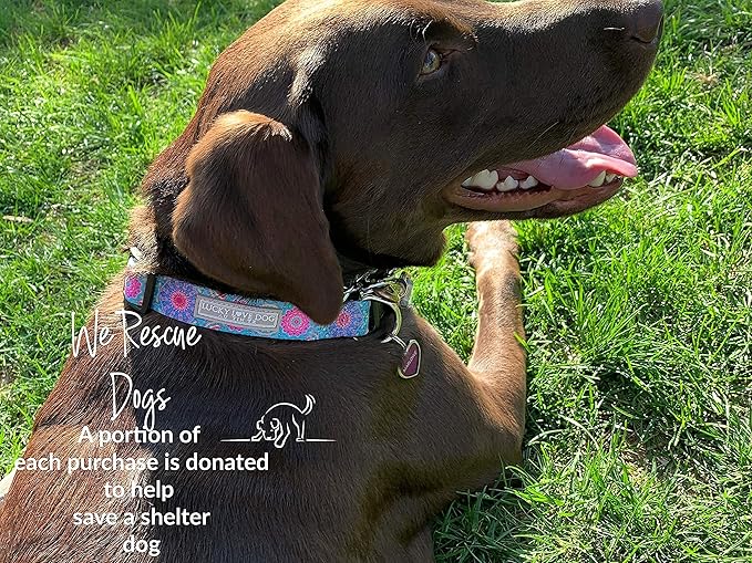 Lucky Love Dog - Adjustable Dog Collar with Easy Click Buckle for Medium, Durable, & Comfortable for Male & Female Dogs, Pet Collar for Puppies & Adult Dogs - Clara, Medium