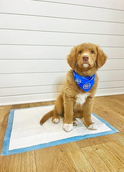Four Paws Wee-Wee Odor Control with Febreze Freshness Pee Pads for Dogs & Puppies, Leak-Proof Dog Housebreaking Potty Training Floor Protection, Spring Fresh Scent, 22" x 23", 100 Count
