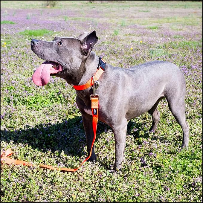 Country Brook Petz - Everyday Nylon Dog Collar for Large, Medium, and Small Dogs and Puppies - for Everyday Use in 10+ Warm Colors (3XS, 3/8 Inch Wide, Copper Gold)