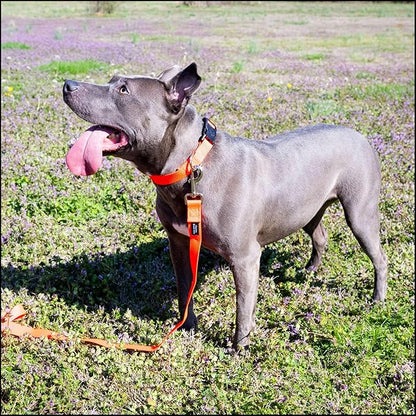 Country Brook Petz - Everyday Nylon Dog Collar for Large, Medium, and Small Dogs and Puppies - for Everyday Use in 10+ Warm Colors (3XS, 3/8 Inch Wide, Copper Gold)