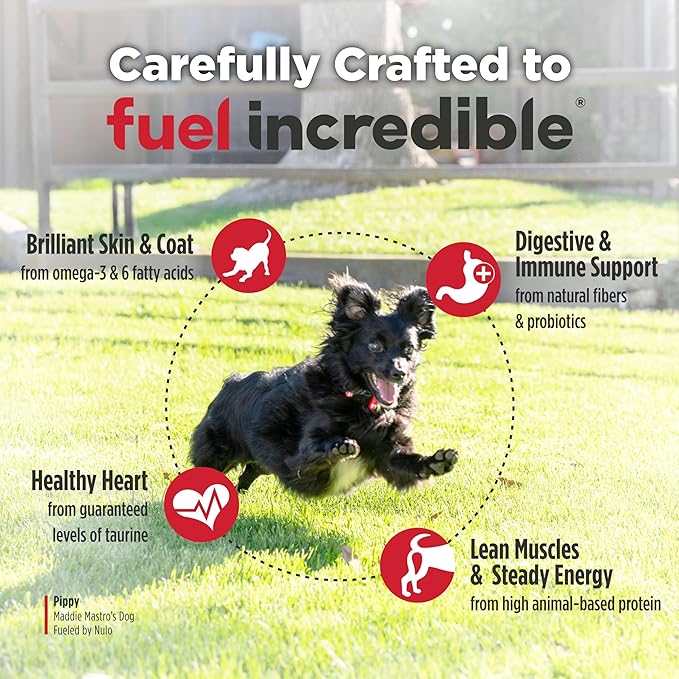 Nulo FreeStyle Small Breed Dog Food Dry - Salmon & Lentils, Puppy & Adult Grain Free Dog Food, Natural, High Protein, Smaller Sized Kibble with BC30 Probiotic for Healthy Digestion Support, 6lb Bag
