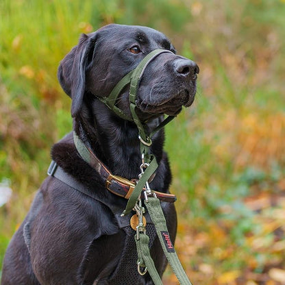 Halti Headcollar - Stop Your Dog Pulling on The Leash. Adjustable, Reflective and Lightweight, with Padded Nose Band. Dog Training Anti-Pull Collar for Medium Dogs (Size 3, Forest Green)