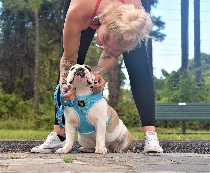 EcoBark Dog Leash - Soft & Reflective Comfort Leashes with Padded Handle - Strong Durable Heavy Duty - Training and Pulling for Small, Medium or Large Dogs (Sky Blue)