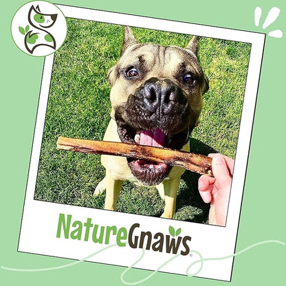 Nature Gnaws Large Bully Sticks for Dogs 5-6" (10 Count) - Thick Long Lasting for Aggressive Chewers and Large Dogs - Natural Beef Dog Chew Bones
