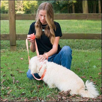 Country Brook Petz - Everyday Nylon Dog Collar for Large, Medium, and Small Dogs and Puppies - for Everyday Use in 10+ Warm Colors (Extra Large, 1 Inch Wide, Coral)