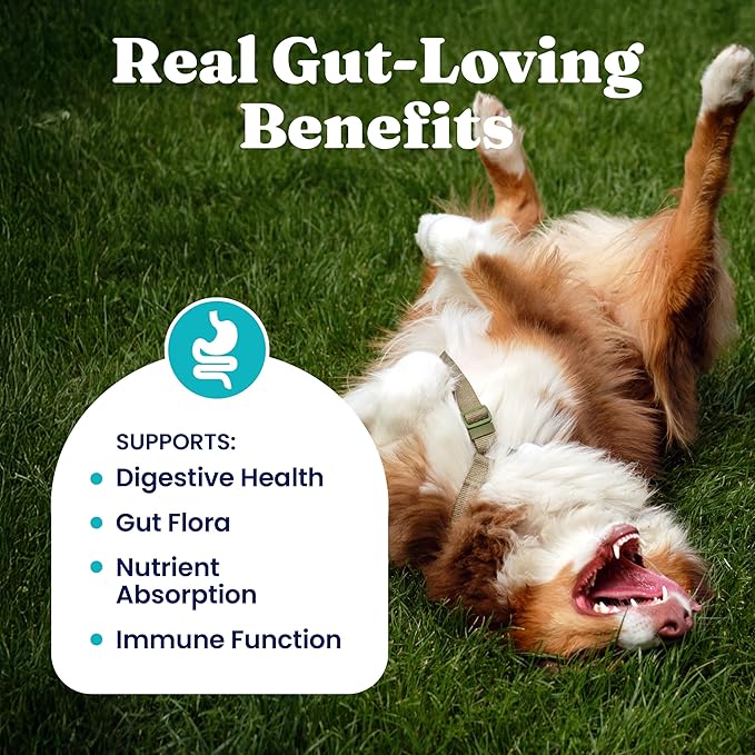 Solid Gold Dog Probiotics for Digestive Health - Probiotics for Dogs with Fiber & Digestive Enzymes for Bowel Support & Gut Health - Bacon Flavor Soft Chews to Support Digestion for All Ages - 120ct