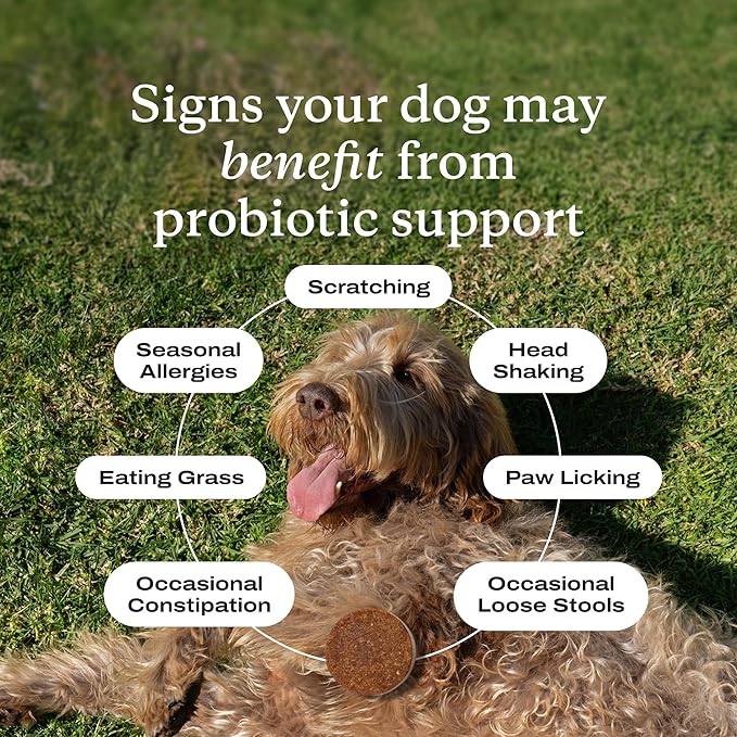 PetLab Co. Probiotics for Dogs - Support Gut Health, Occasional Diarrhea, Digestive Health, Paw Licking & Seasonal Allergies - Pork Flavor - 30 Soft Chews - Formulated for Large Dogs