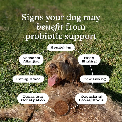 PetLab Co. Probiotics for Dogs - Support Gut Health, Occasional Diarrhea, Digestive Health, Paw Licking & Seasonal Allergies - Pork Flavor - 30 Soft Chews - Formulated for Large Dogs