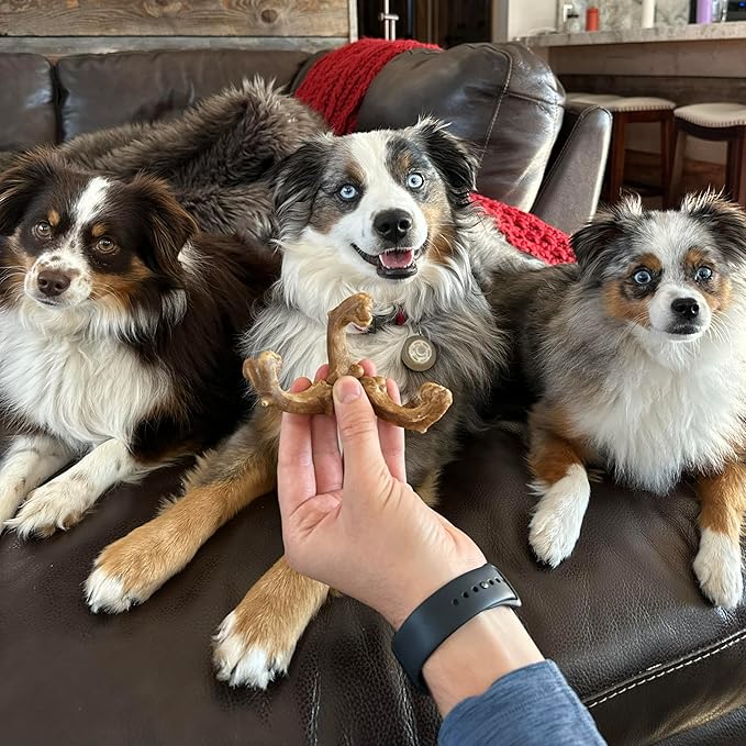 Nylabone Healthy Edibles WILD Natural Dog Chew Treats for Small Dogs, Long Lasting Dog Healthy Chew Bones Made in USA, Bison Flavor, For Dogs Up to 25 lbs. (8 Count)