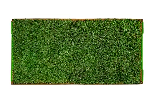 DoggieLawn XL - Real Grass Dog Pee Pad with Built-in Disposable Tray | No Cleaning, Odor-Free | Indoor Outdoor Potty Training for Puppies & Large Dogs | 48" x 24"