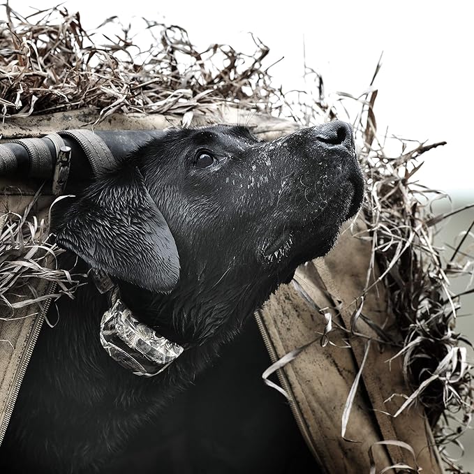 SportDOG WetlandHunter 425X Remote Trainer - Reliable Off-Leash Control - Rechargeable - Waterproof DryTek Technology - Adjustable Training Collar - Camouflage - 500-Yard Range, 2 Collars