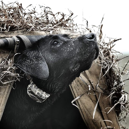 SportDOG WetlandHunter 425X Remote Trainer - Reliable Off-Leash Control - Rechargeable - Waterproof DryTek Technology - Adjustable Training Collar - Camouflage - 500-Yard Range, 2 Collars