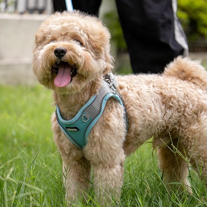 AIITLE Step in Dog Harness and Leash Set - No Pull Escape Proof Vest Harnesses with Soft Mesh and Reflective Bands, Adjustable Pet Outdoor Harnesses for Small and Medium Dogs Blue M