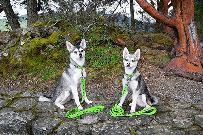 EcoBark Dog Leash - Soft & Reflective Comfort Leashes with Padded Handle - Strong Durable Heavy Duty - Training and Pulling for Small, Medium or Large Dogs (Green)
