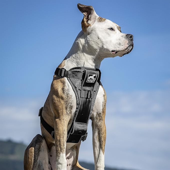 Kurgo Tru-Fit Smart Dog Walking Harness - Comfortable Fit - Adjustable Harness - Reflective Pet Wear - Quick Strap Release - Daily Walk Accessory - Includes Seat Belt Loop - Black - X-Small