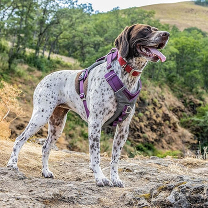 Kurgo Journey Air Dog Harness - Secure Fit for Active Dogs - Padded Chest - Lightweight Ripstop Fabric - Breathable Mesh - Reflective Trim - Back Assist Handle - Purple - Small