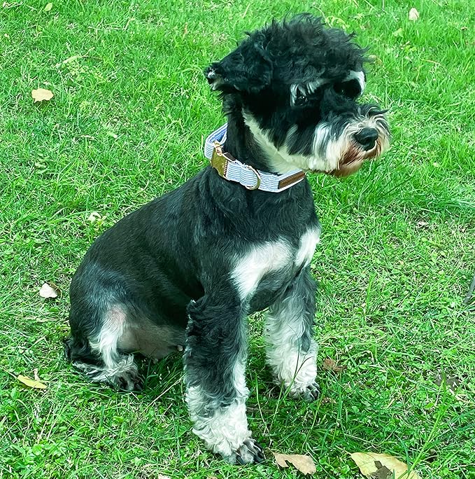 Unique Style Paws Blue Stripe Dog Collar Metal Buckle Gift Cute Collar for Small, Medium, Large Dogs