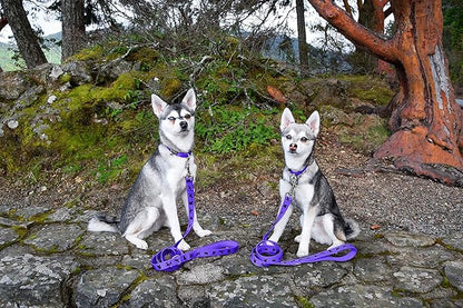 EcoBark Dog Leash - Soft & Reflective Comfort Leashes with Padded Handle - Safe, Strong, & Durable for Small, Medium or Large Dogs (Purple)