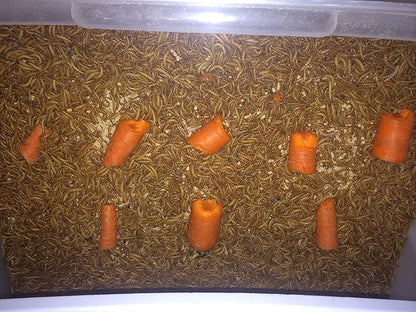 1000ct Live Mealworms, Reptile, Birds, Chickens, Fish Food (Medium)