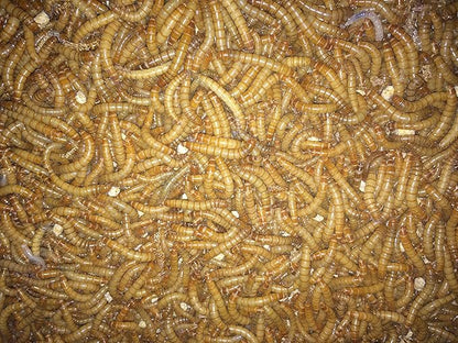 1000ct Live Mealworms, Reptile, Birds, Chickens, Fish Food (Medium)